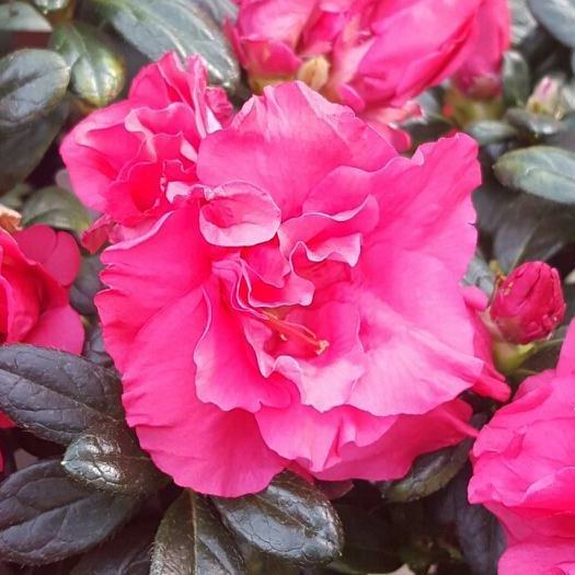 Azalea Garden Party - 1.25Ltr - Image 2