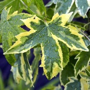 Liquidambar Golden Treasure, Sweetgum - 45Ltr (200/300)