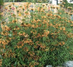 Leonotis ocymifolia, Minaret Flower - Pb6.5