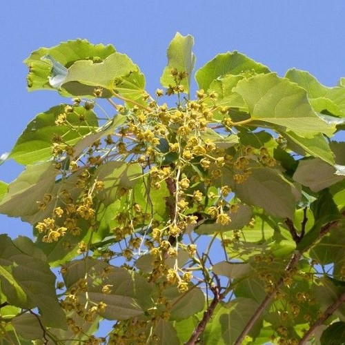 Idesia polycarpa (female), Wonder Tree - Pb18 - Image 2