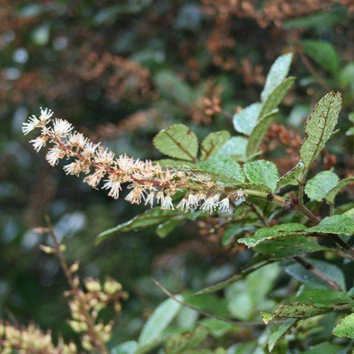 Weinmannia sylvicola, Towai - Pb3
