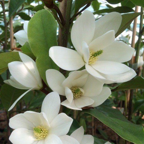 Magnolia Fairy White - Pb12 (1.2m/1.5m) - Image 2
