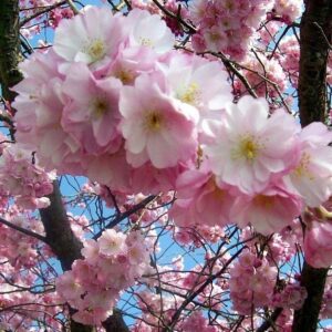Prunus Accolade H/W - Pb40 (1.7/1.8m)