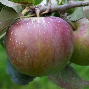 Apple Lord Lambourne - Pb12