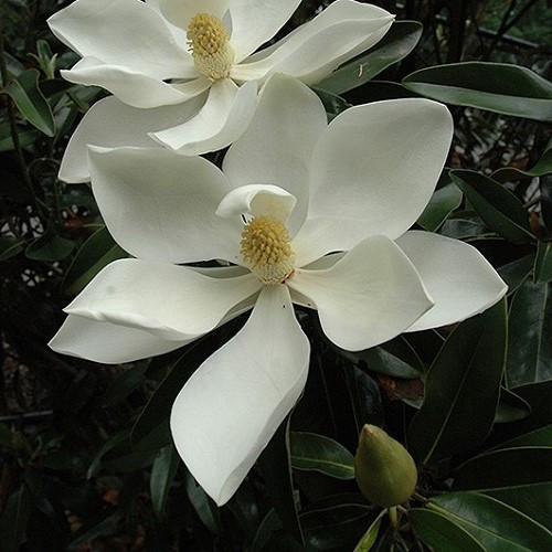 Magnolia Little Gem - 4Ltr/8.5Ltr - Image 2