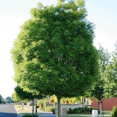 Fraxinus excelsior Green Glow - 25Ltr