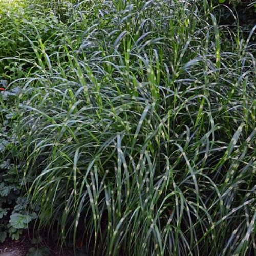 Miscanthus Zebrinus - Pb6.5 - Image 2