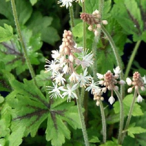 Tiarella Neon Lights - Image 2