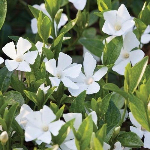 Vinca m. Gertrude Jekyll, Periwinkle - 1.5Ltr - Image 2