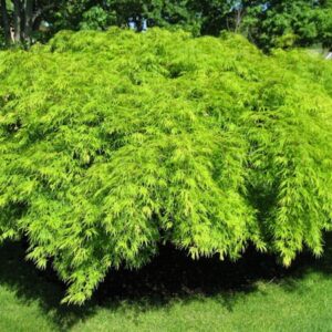 Acer Shishigashira - Pb28