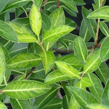 Pittosporum Limelight - Pb5