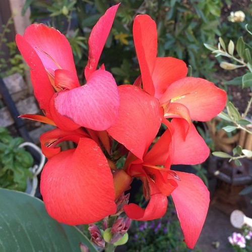 Canna Cannova Red - Pb5 - Image 2