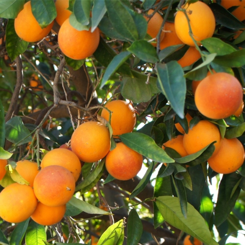 Orange Blood - Pb8