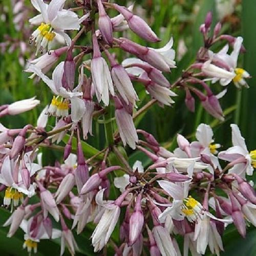 Arthropodium Bigbold Pink, Rengarenga - Pot - Image 2