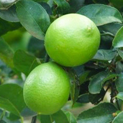 Lime Kusaie - Pb6.5