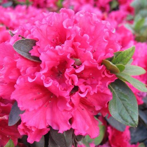 Azalea Red Wings - 1.25Ltr - Image 2