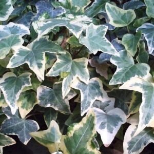 Hedera helix Glacier - 2L (30/50)