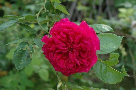 Rose Wenlock (Austin bush rose)