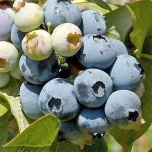 Blueberry Rahi - 1.9Ltr