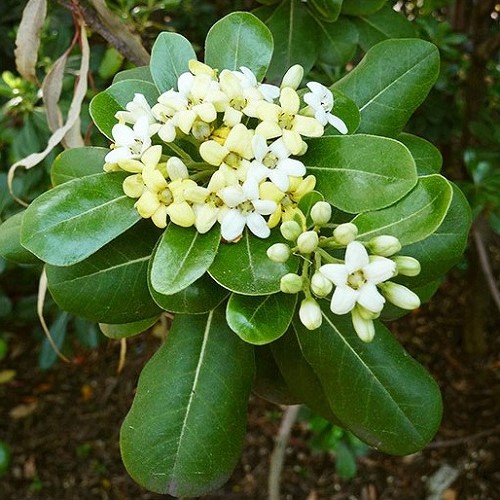 Pittosporum Tobira, Japanese Cheesewood - 5Ltr - Image 2