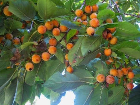 Diospyros Lotus, Date-Plum - Pb28