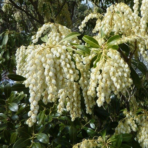 Pieris White Cascade - 2ltr (30/40) - Image 2