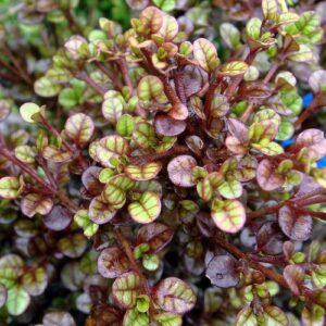 Lophomyrtus Kathryn, Ramarama - Pb5/Pb6.5