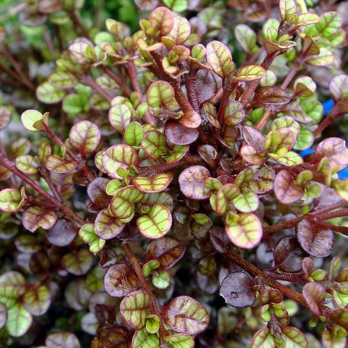 Lophomyrtus Kathryn, Ramarama - Pb5/Pb6.5