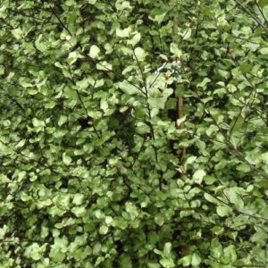 Pittosporum Silver Sheen - 25Ltr