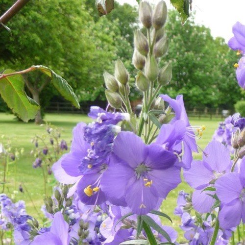 Polemonium caeruleum, Jacob's Ladder - 1.5Ltr - Image 3