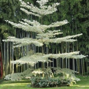 Cornus contraversa Variegata - Pb28 (120/150)
