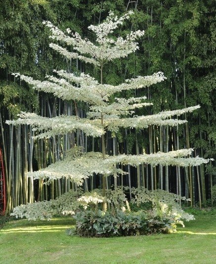Cornus contraversa Variegata - Pb28 (120/150)