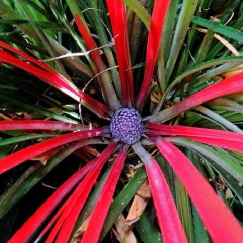Fascicularia bicolor Crimson Bromeliad - 2Ltr - Image 2