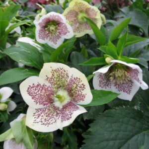 Helleborus Conny - 2.5Ltr