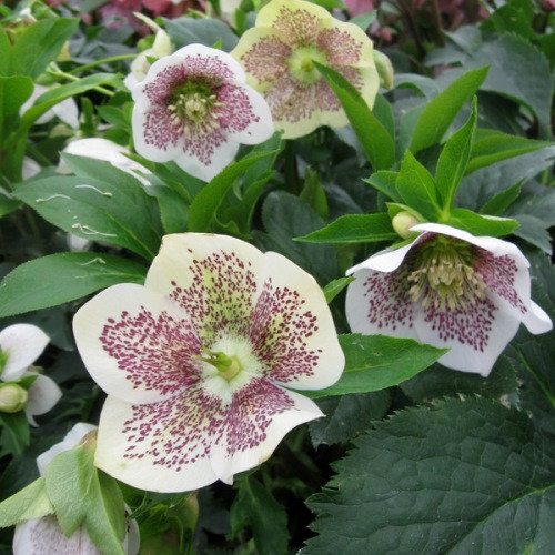 Helleborus Conny - 2.5Ltr