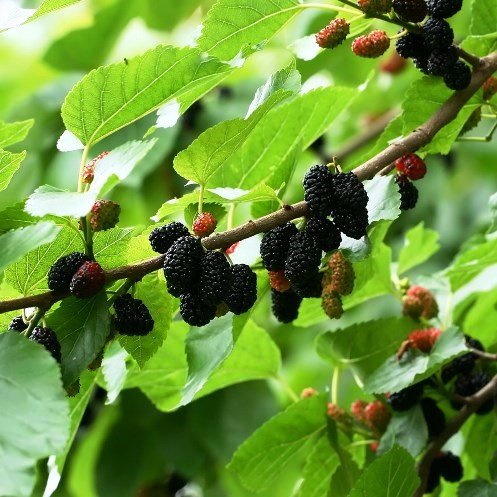 Morus n. Queenie, Mulberry - 2.5Ltr - Image 2