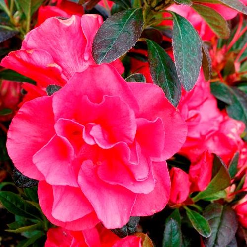 Azalea Madame Alfred Sanders - 1.25Ltr - Image 2