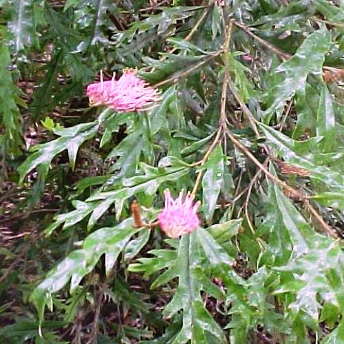 Grevillea barklyana - Pb6.5 - Image 2