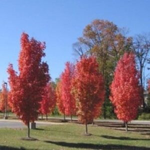Acer rubrum Columnare, Red Maple - Pb18