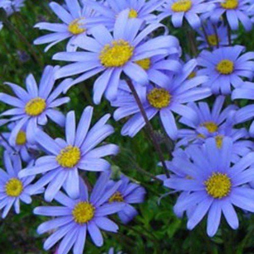 Felicia Blue Jay - Pb6.5 - Image 2