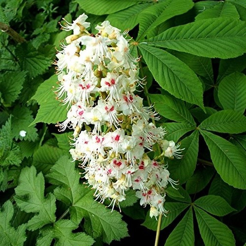 Aesculus hippocastanum, Common Horse Chestnut - Pb12 - Image 2
