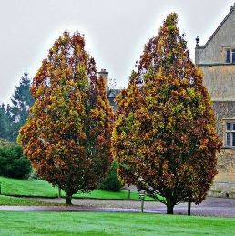 Quercus robur Fastigiata, Columnar English Oak - Pb12
