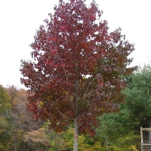Liquidambar Burgundy, Sweetgum - Pb18 - Image 2