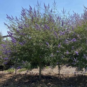 Vitex agnus-castus, Chaste Tree