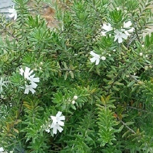 Westringia Mundi, Coastal Rosemary - 1.5 - 2.5Ltr - Image 2