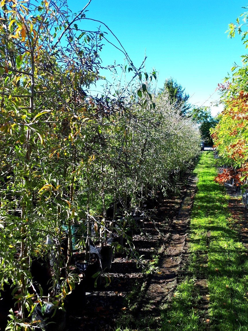 Pyrus Pendula STD - Weeping Silver Pear - 45Ltr - Image 2