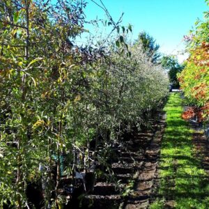Pyrus Pendula, Weeping Silver Pear - Low worked 2m+ high