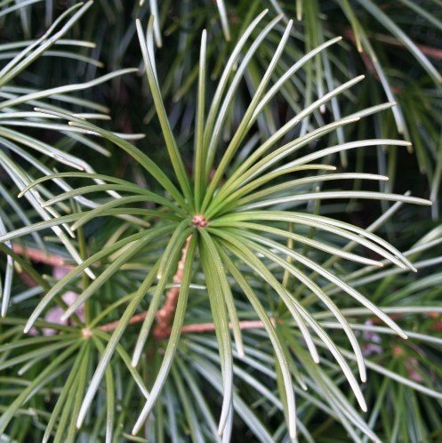 Sciadopitys verticillata - 2.5ltr (30/40) - Image 2