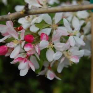 Malus floribunda, Crabapple - Pb12/Pb28