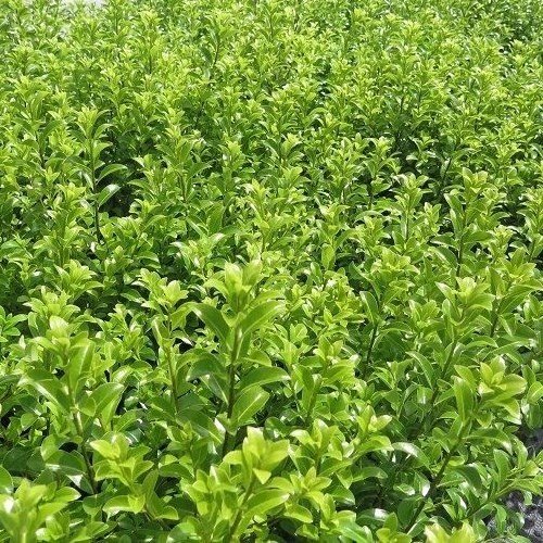 Pittosporum Mountain Green - Pb3 - Image 2